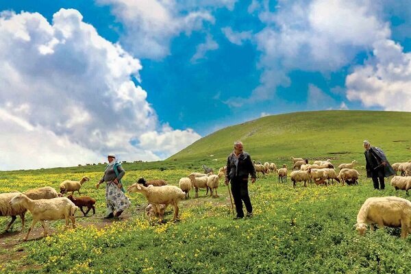 ورود دام 2.3 برابر ظرفیت مراتع همدان زنگ خطر برای منابع طبیعی