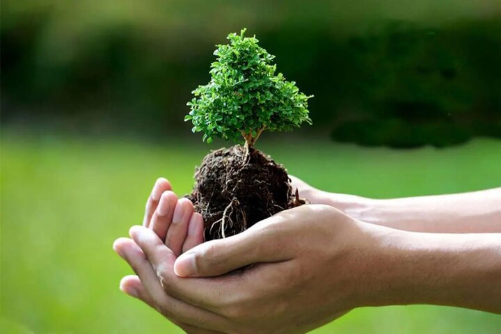 سهم کردستان در طرح کاشت یک میلیارد درخت، ۳.۵ میلیون اصله نهال است