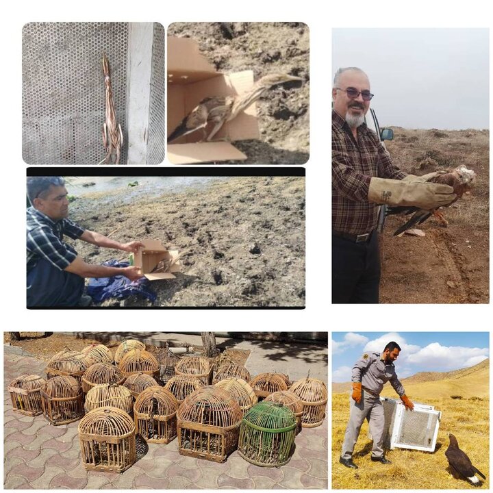 رهاسازی حدود 1300 قطعه پرنده و پستاندار در کردستان طی سال گذشته