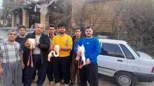 چهار قطعه فلامینگو در سروآباد نجات یافتند