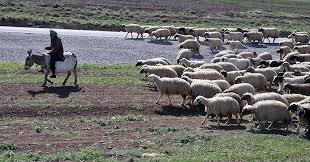 مراتع همدان در چالش با عشایر