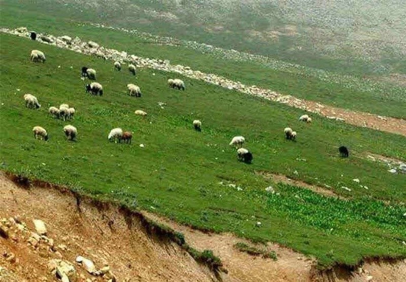 اجرای ۶۵ طرح مرتعداری در زرندیه؛ واگذاری ۵۰ طرح به بهره‌برداران