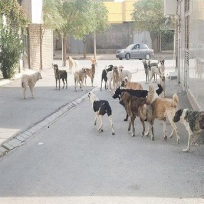 لزوم ساماندهی اصولی سگ‌های ولگرد با مشارکت همه دستگاه‌ها