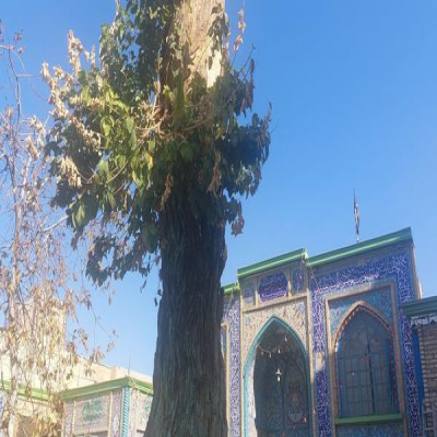 تلاش همدانی‌ها برای نجات جان درخت 900 ساله