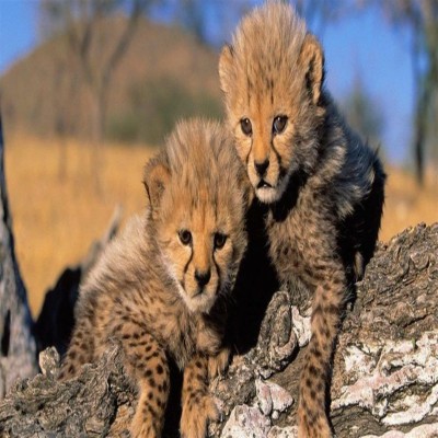 دست‌اندازی به طبیعت؛ مرگ بی‌صدای نوزادان حیات وحش
