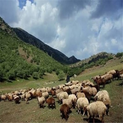 فقر خاک، ارمغان چرای بی‌رویه دام