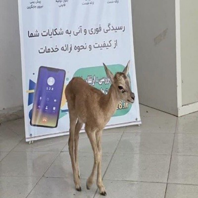شهروند دلیجانی ناجی بره قوچ وحشی بازمانده از گله شد