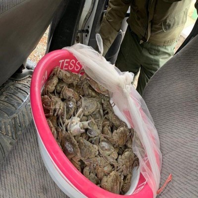 25 خرچنگ رودخانه‌ای در مرز باشماق مریوان کشف شد