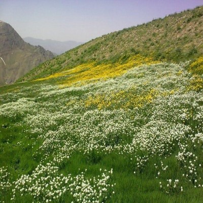 161 گونه گیاهی انحصاری در آستانه نابودی
