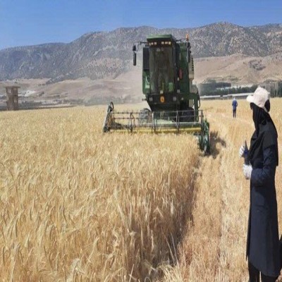 افت 30 درصدی تولید گندم در بیجار؛ کشاورزان خواستار حمایت دولت شدند