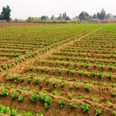 پیشرفت 90 درصدی ثبت هزینه تولید محصولات زراعی در خوزستان