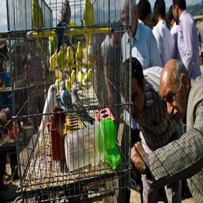 دامپزشکی بر انتقال به خارج از شهر تأکید دارد، شورا از توقف پروژه خبر می‌دهد