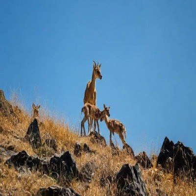 آب‌رسانی به حیات‌ وحش و تجهیز پاسگاه‌های محیط‌بانی همدان